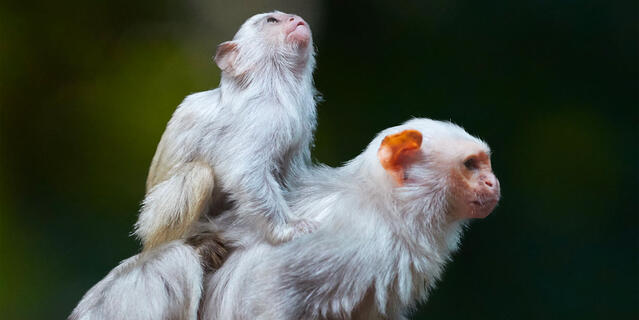 ©Martin Mecnarowski / Shutterstock.com Le ouistiti argenté mâle porte son petit.