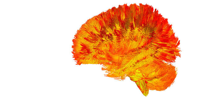 cartographie des mitochondries dans le cerveau © Michel Thiebaut de Schotten