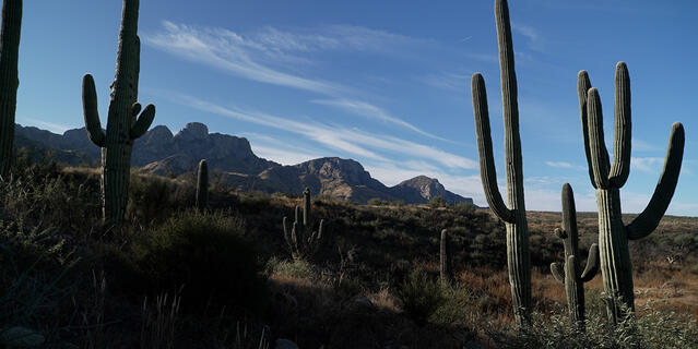 « Les sons de l’Arizona » de Sonia Collavizza © CNRS 2023