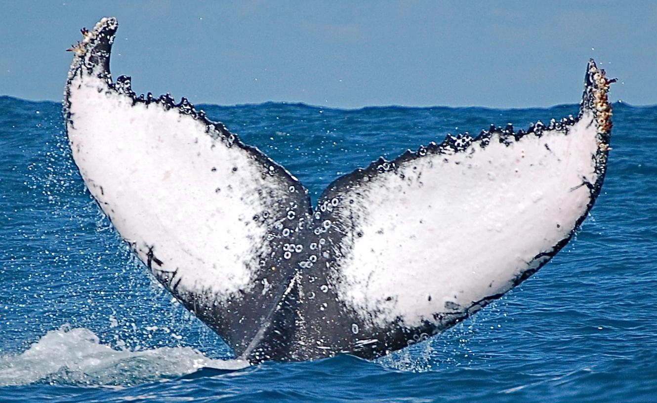 Nageoire caudale d'une baleine à bosse