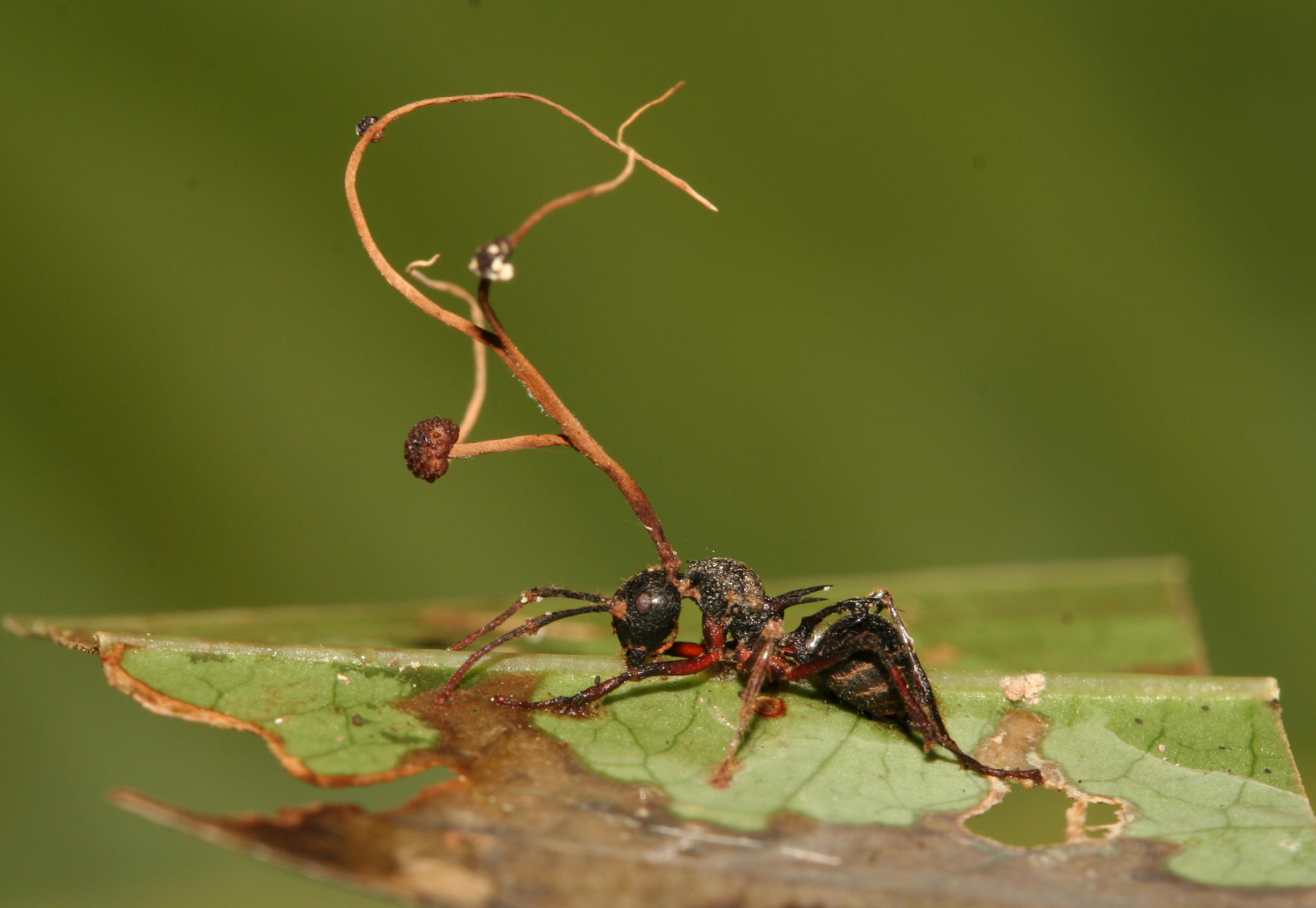 Fourmi parasitée par un champignon