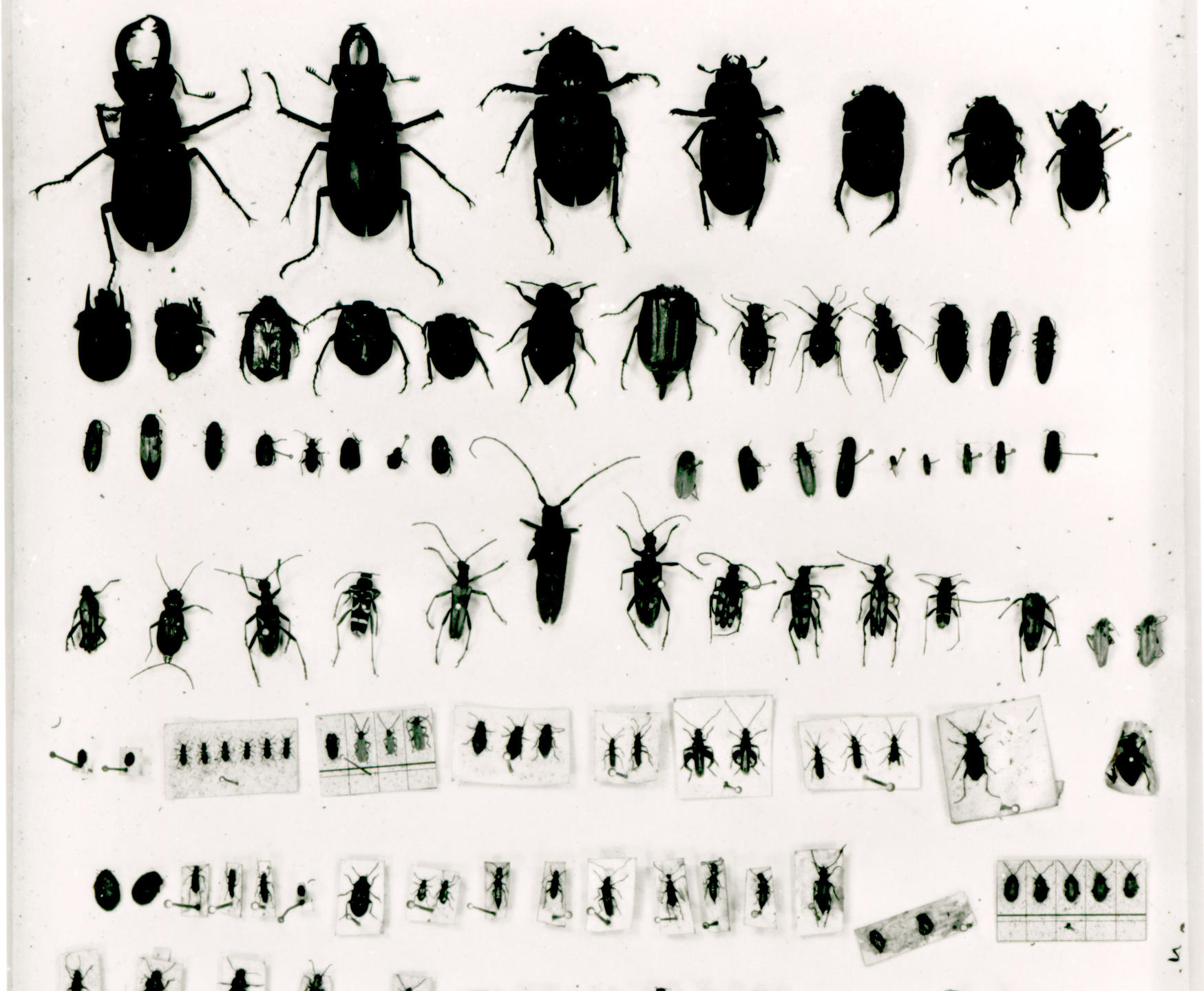 Collection d'insectes de Darwin