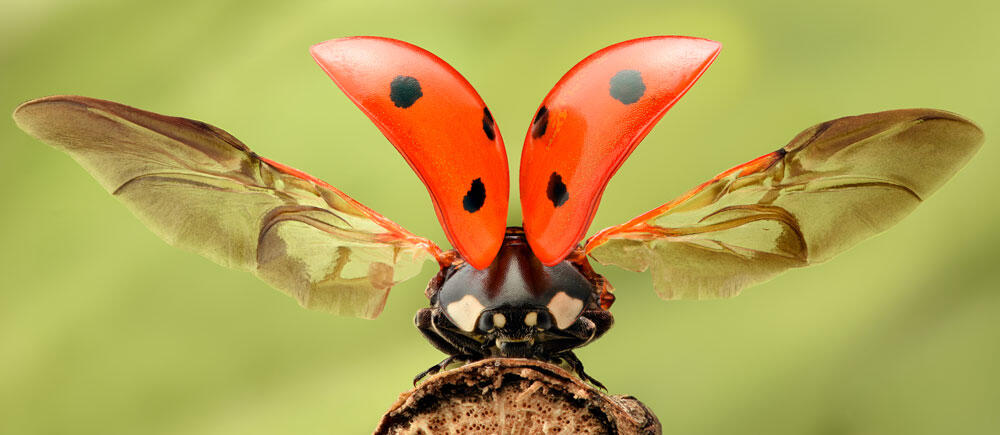 Une coccinelle avec ses deux élytres et ses deux ailes déployées