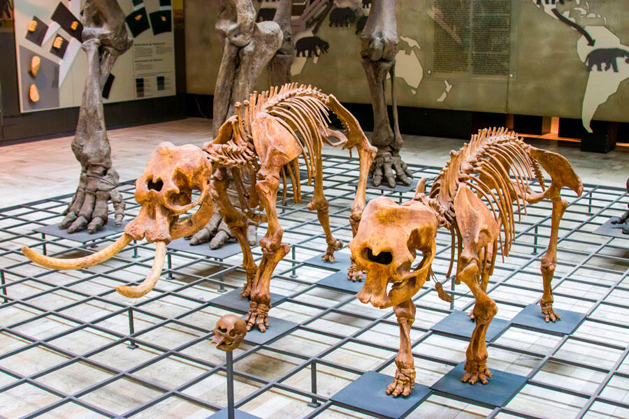 Deux squelettes d'éléphants nains dans un musée allemand.