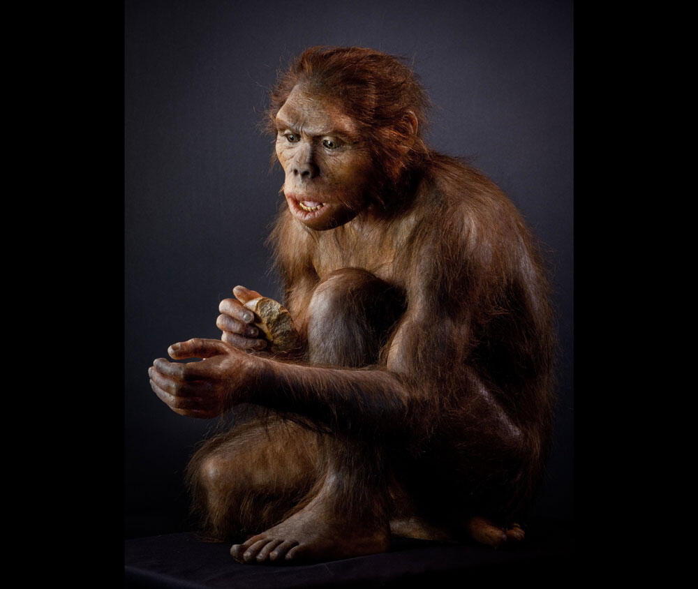 Reconstitution d’un Homo habilis femelle, accroupie et tenant un caillou taillé 