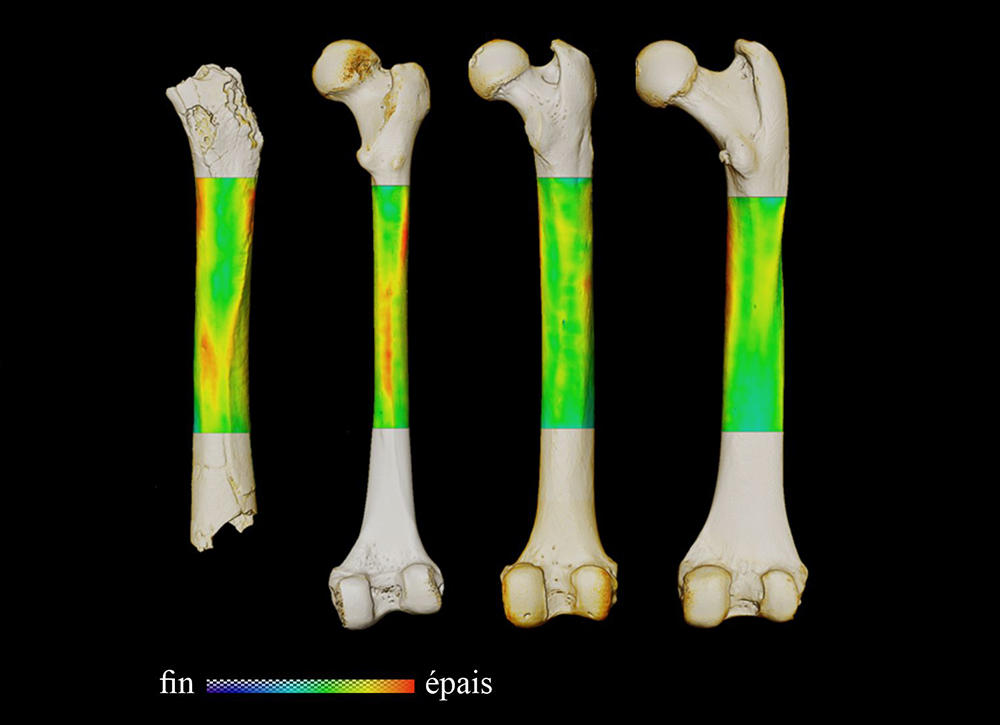 ©Franck Guy / Palevoprim / CNRS Photothèque