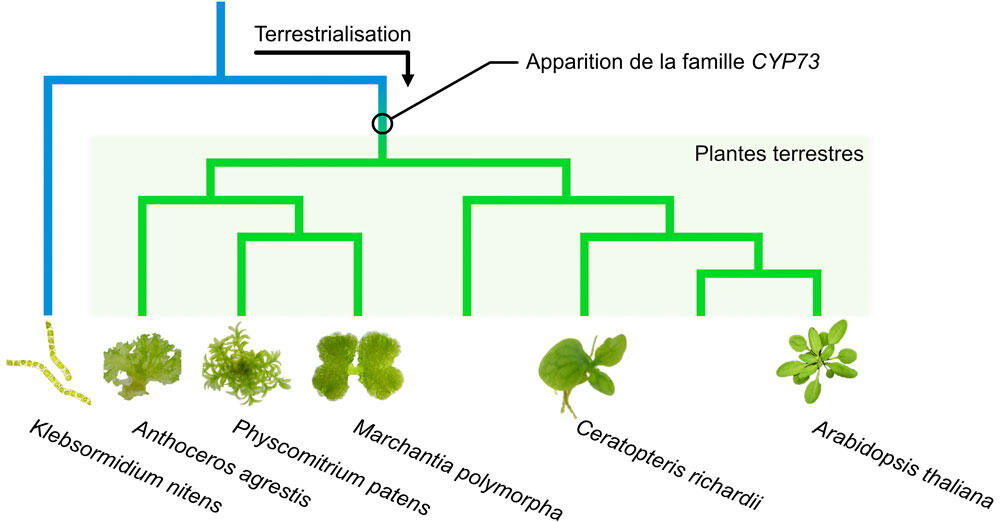 La famille des gènes CYP73 © Hugues Renault / IBMP / CNRS