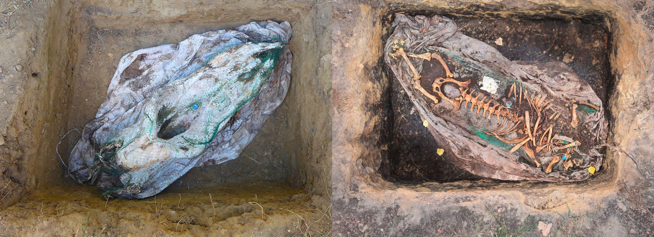 Aspect des carcasses mis en terre (à gauche) ou sous broyat végétal (à droite) 