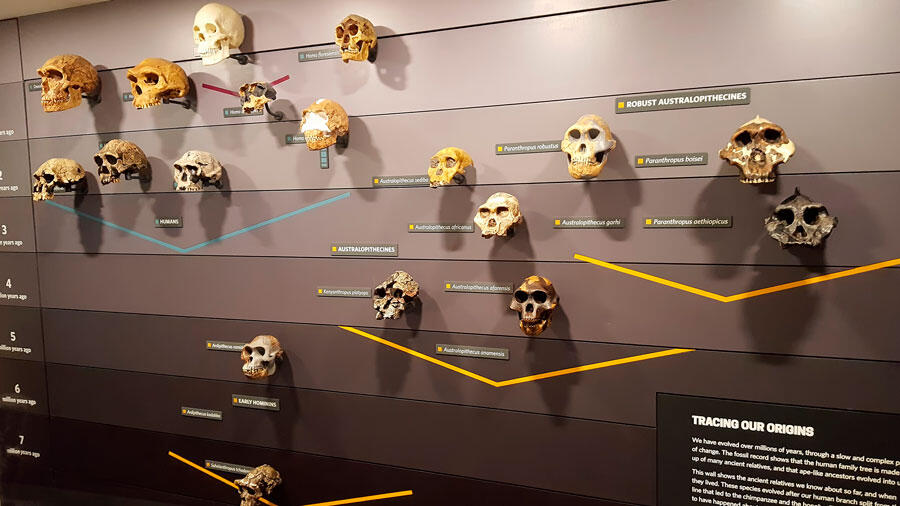 Des crânes d’espèces d’hominidés fossiles organisés en frise historique sur le mur d'un musée de Londres.