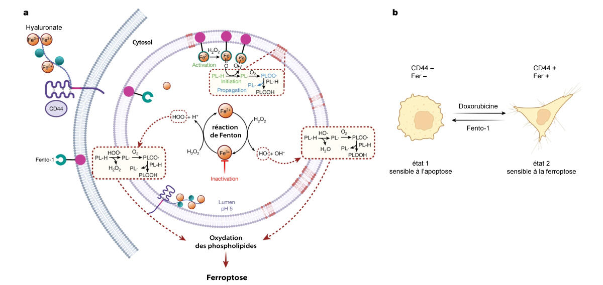 ©Cañeque, T., Baron, L., Müller, S. et al., Activation of lysosomal iron triggers ferroptosis in cancer. Nature 2025 (CC BY-NC-ND) figure 4 in Cañeque, T., Baron, L., Müller, S. et al., Activation of lysosomal iron triggers ferroptosis in cancer. Nature 2025 (CC BY-NC-ND)