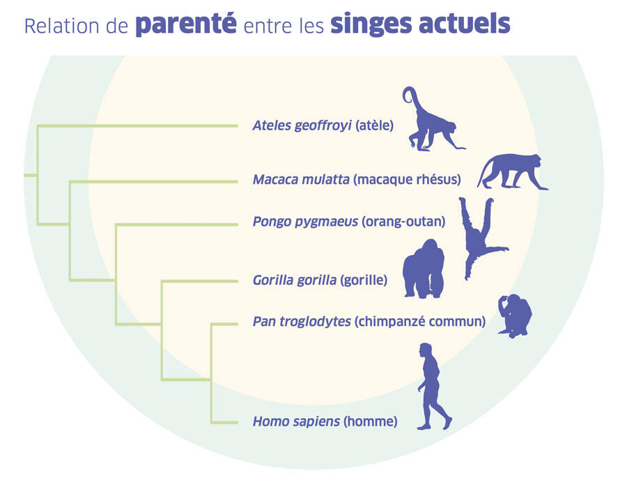 Illustration d'un cladogramme  de parenté entre les singes actuels