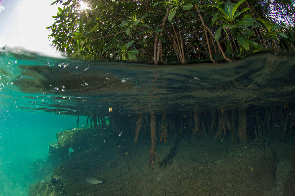 © Erwan Amice / LEMAR / CNRS Images