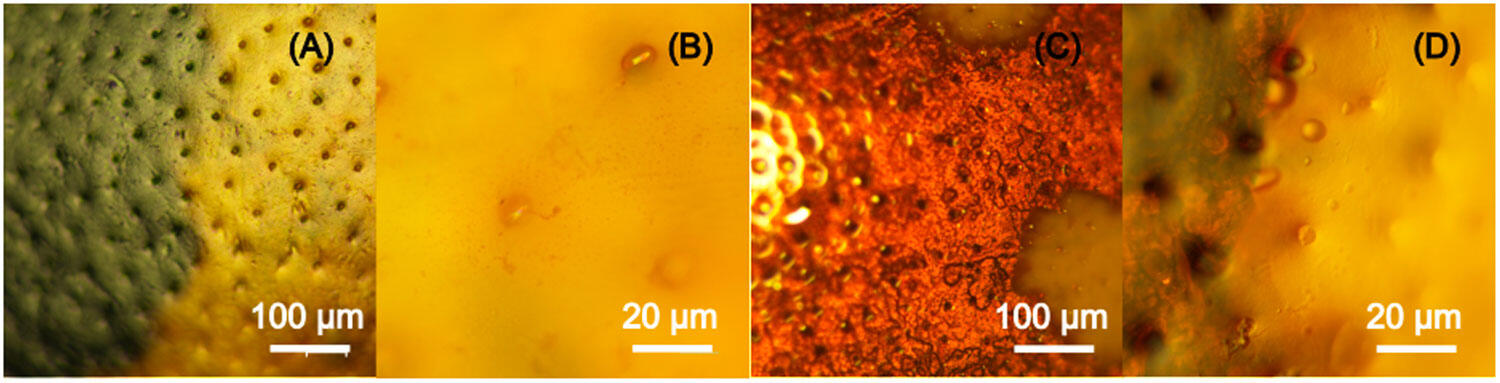 La surface des élytres de deux espèces différentes, vues au microscope optique