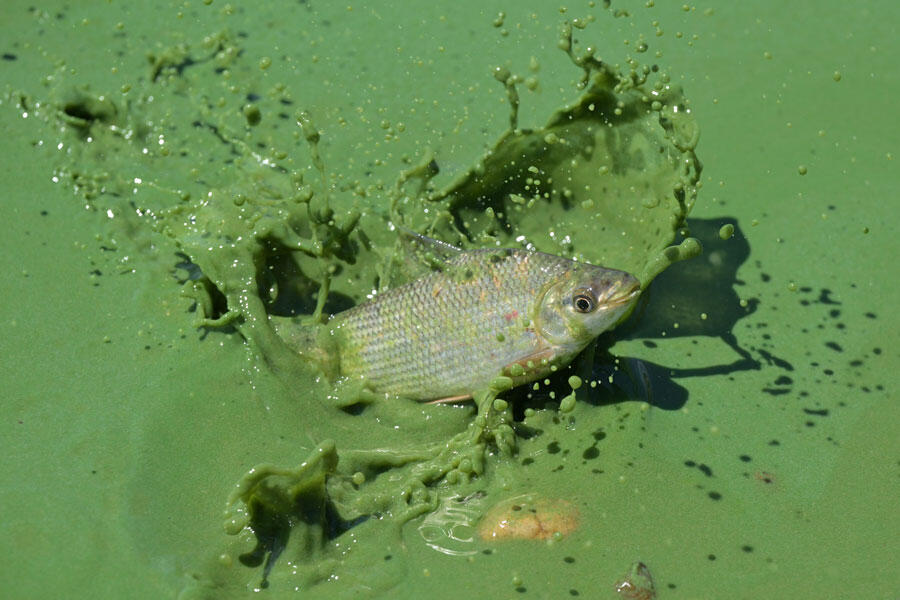 Un poisson saute hors de la couche de matière organique produite par les cyanobactéries dans les eaux du lac Salto Grande, un plan d'eau artificiel créé par le barrage hydroélectrique sur le fleuve Uruguay, près de Concordia.