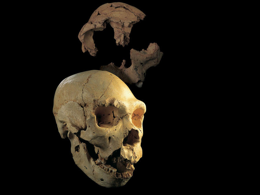 Deux crânes sur fond noir, d’un Homo heidelbergensis et d’un Homo antecessor retrouvés en Espagne.