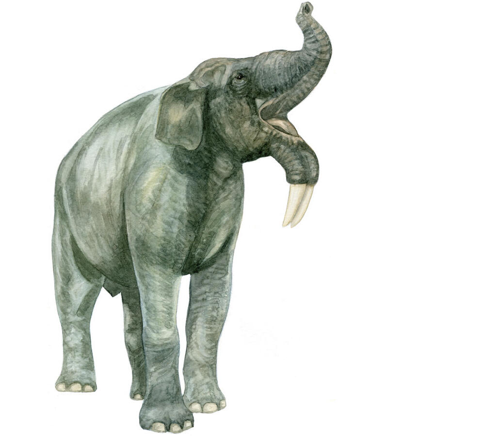 Dessin d’un Deinotherium imaginé par une illustratrice du MNHN, Jeane Montano