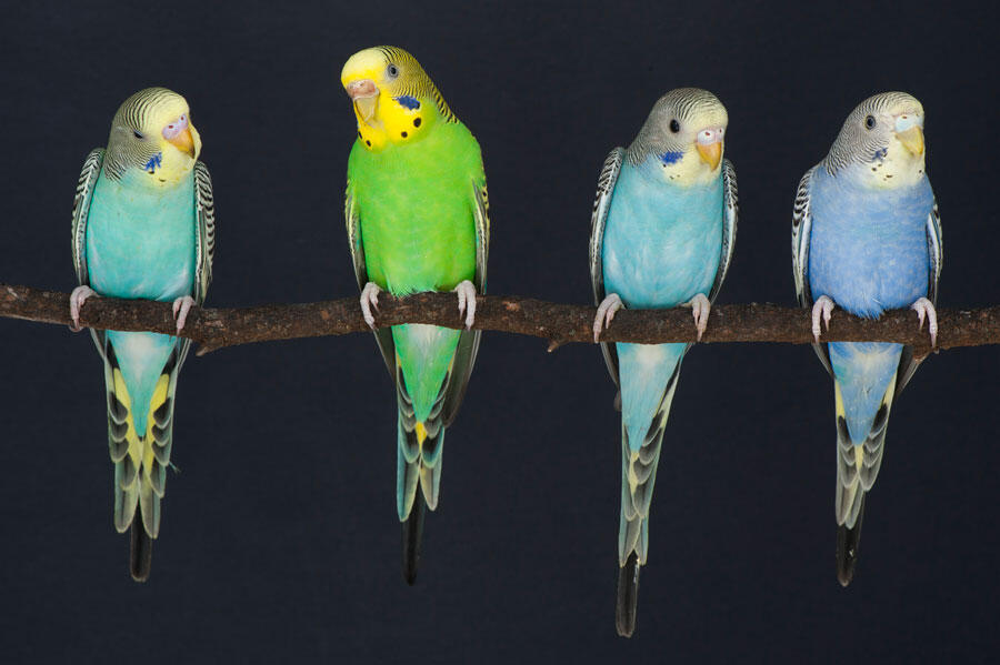 Quatre perruches ondulées sur une branche et ayant des couleurs diférentes