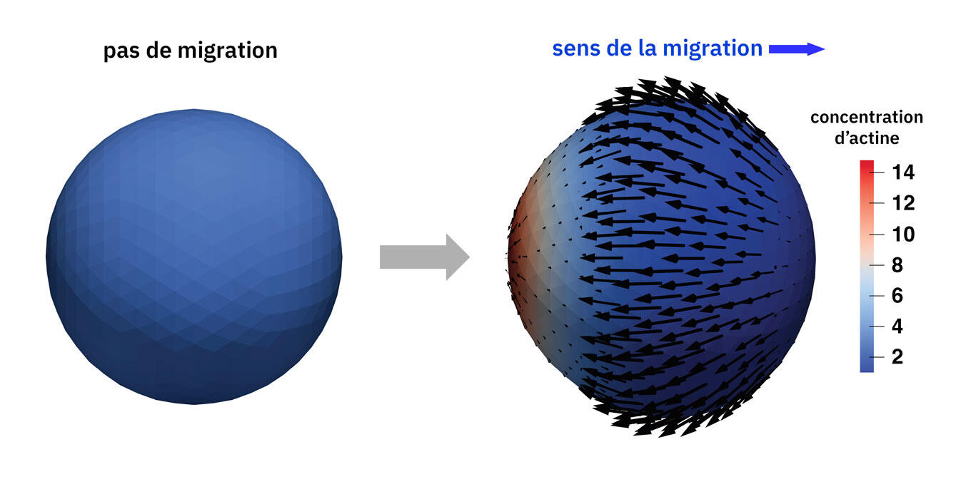Illustration de la simulation d’une cellule en mouvement avec la distribution de filaments de l'actine. 
