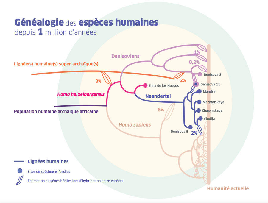 Illustration d'un arbre généalogique des espèces humaines