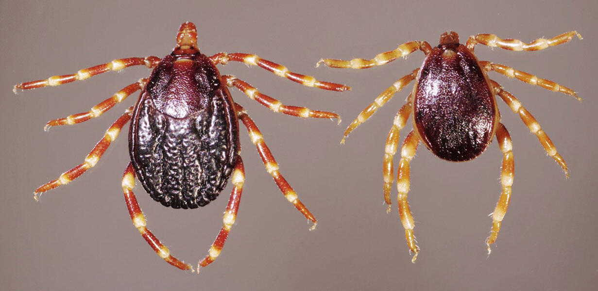 une femelle et un mâle de tique rayée, Hyalomma marginatum 
