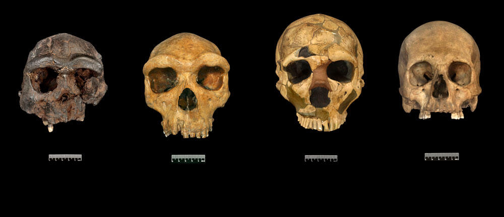 Quatre crânes fossiles sur fond noir : Homo erectus, Homo heidelbergensis, Homo neandertalensis et Homo sapiens