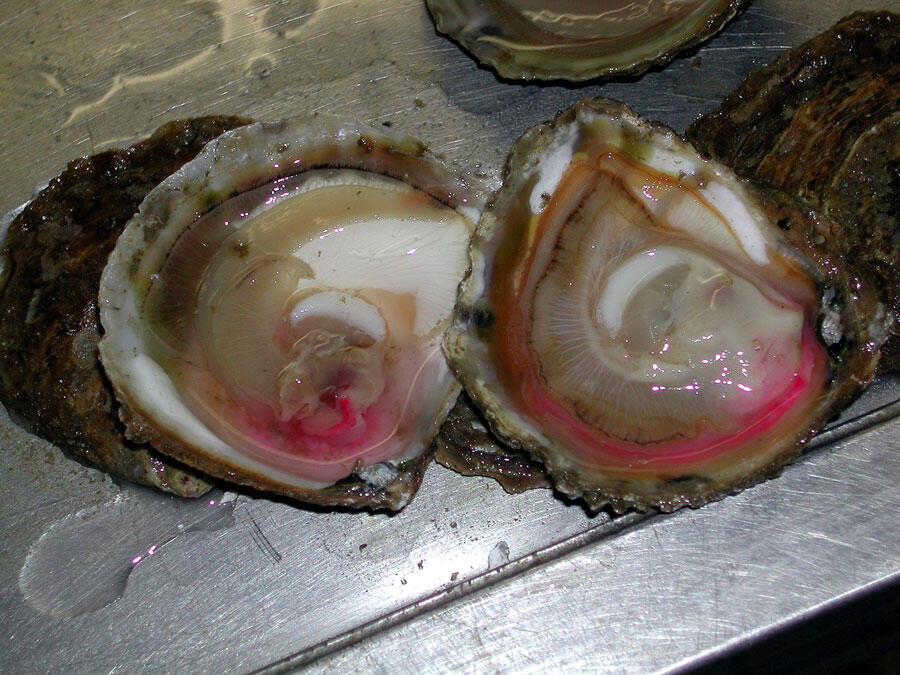 ©Rocher Grégory (2001) / Ifremer, https://image.ifremer.fr/data/00949/106077/ Deux huîtres ouvertes avec des branchies roses, coloration due à la présence de Mesodinium rubrum.