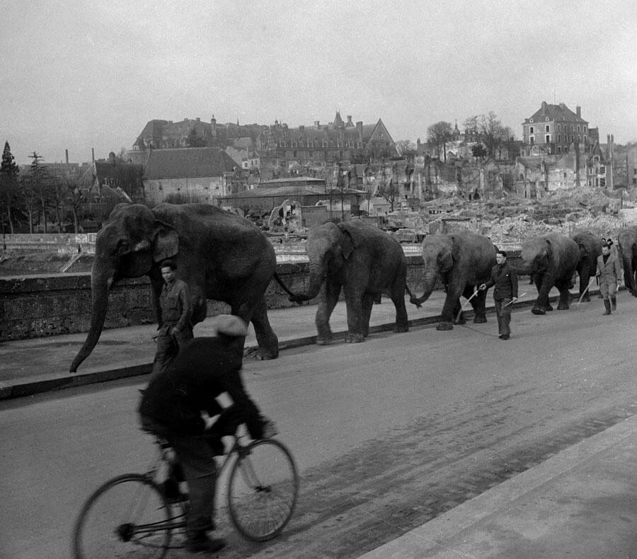 Les éléphants du cirque Amar traversent un pont de la Loire en février 1941