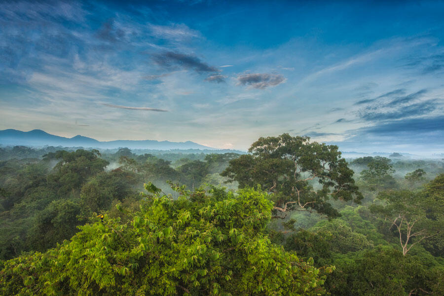 Canopée de la forêt tropicale, station de recherche biologique de La Selva, Costa Rica © Greg Basco / BIA / Minden Pictures / Biosphoto