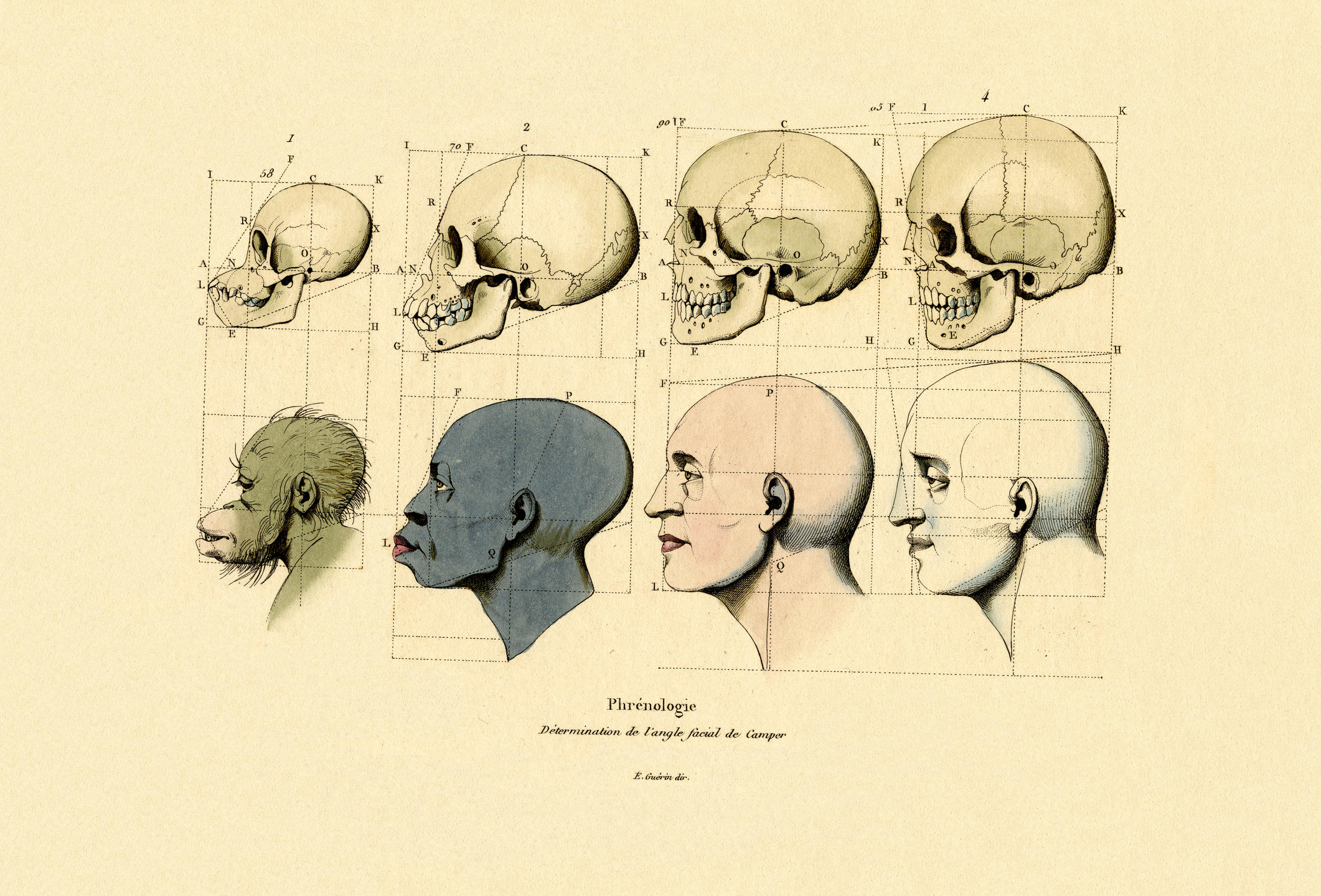 Quand la biologie parlait de races humaines CNRS Le journal Quand la biologie parlait de races humaines CNRS Le journal