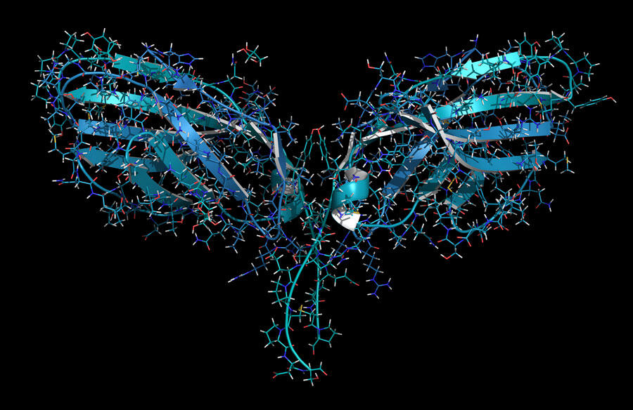 Modélisation de la protéine « checkpoint » CTLA-4.