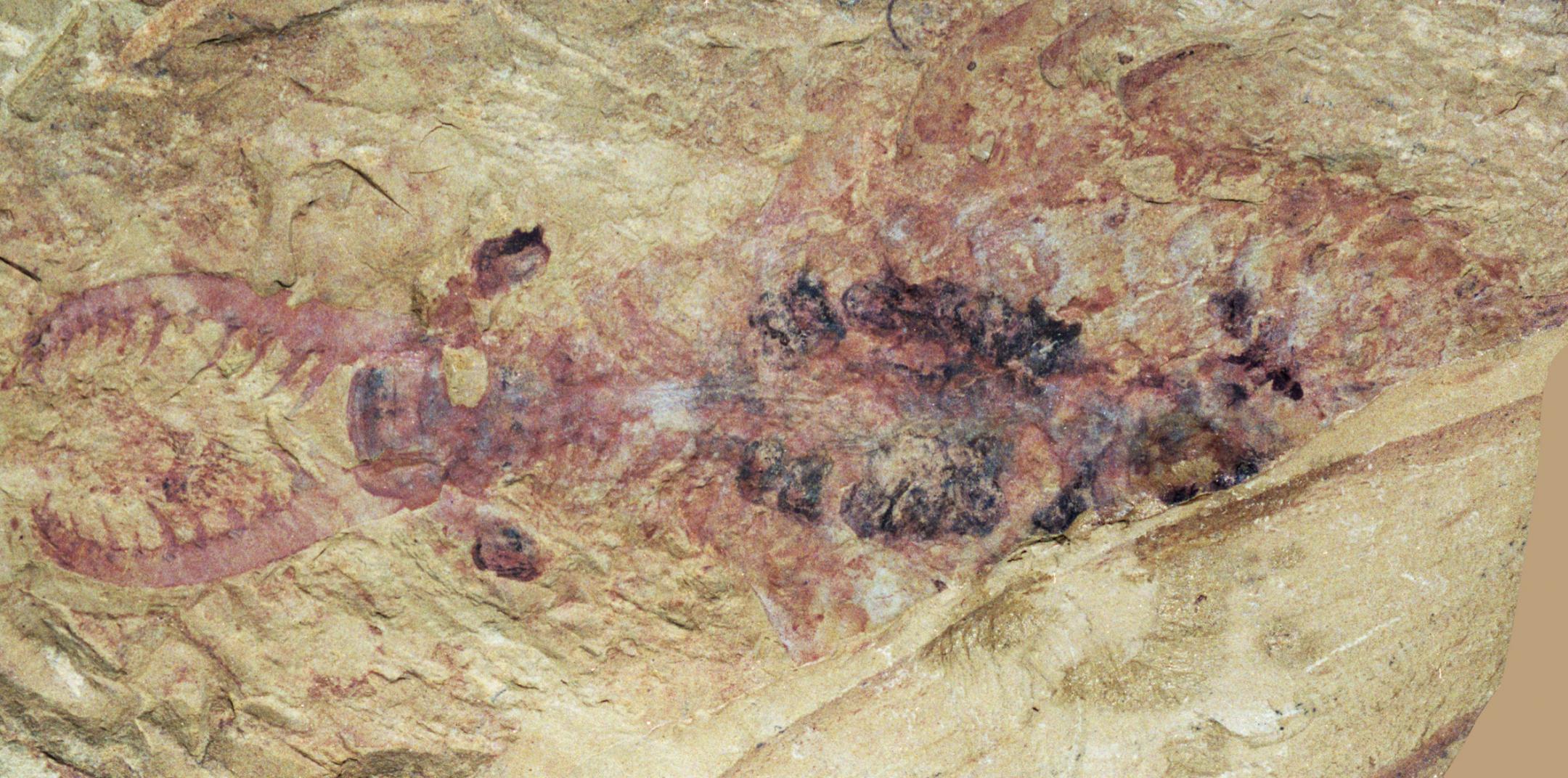 Fossil de l’Anomalocaris
