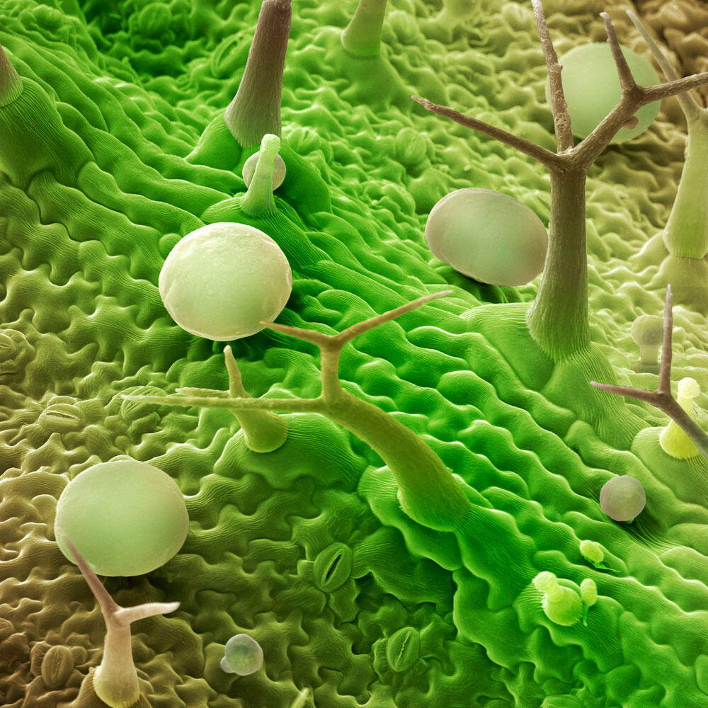 Vu au microscope de trichomes et glandes à la surface d’une feuille de lavande © Power and Syred / Science Photo Library