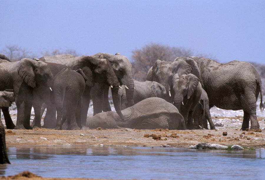 ©Alain Pons / Biosphoto Un groupe d’éléphants autour d'une femelle morte, en Namibie