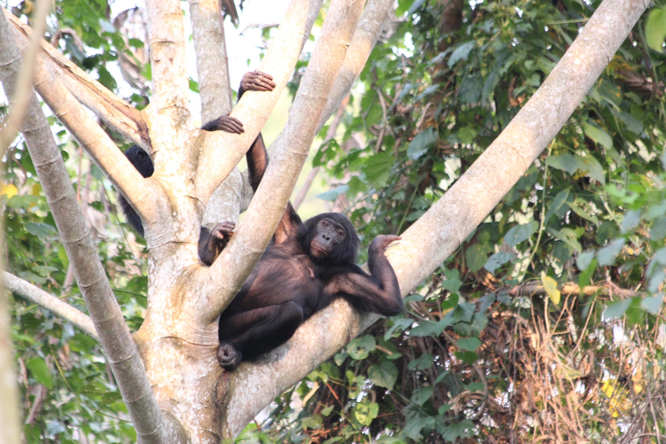 Bonobo adulte