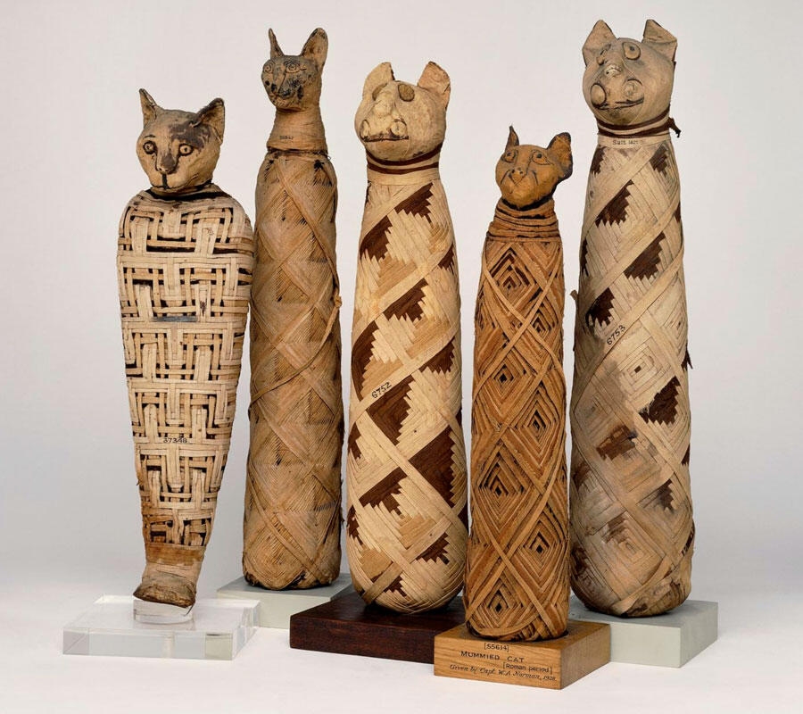 Cinq momies de chat, Égypte 30 av. J.-C.
