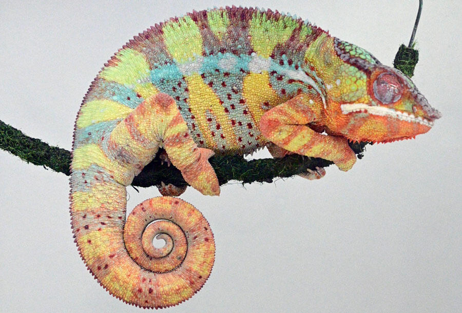 un caméléon panthère étudié par P.-A. Libourel