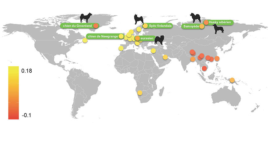 Doù Vient Le Chien Cnrs Le Journal