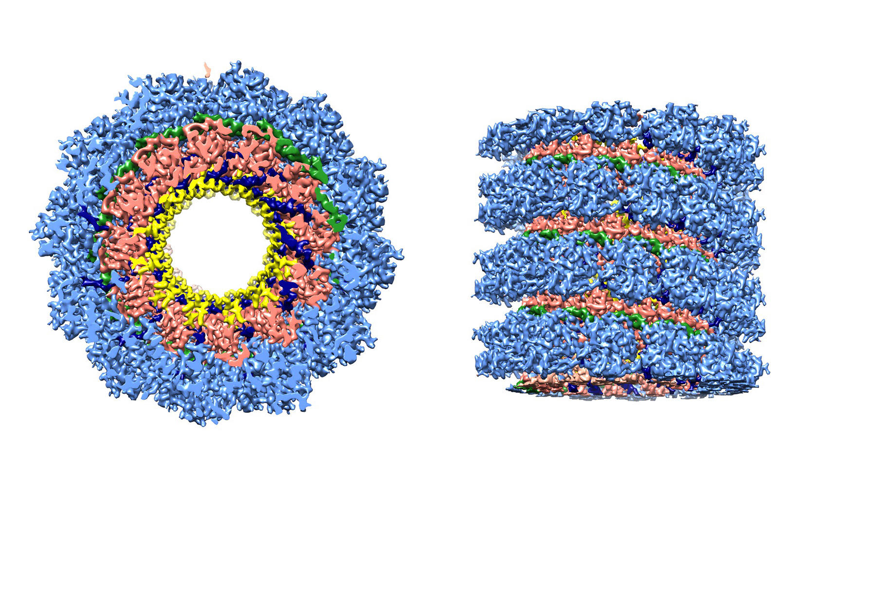 Diaporama : des images de microscopie électronique à couper le souffle