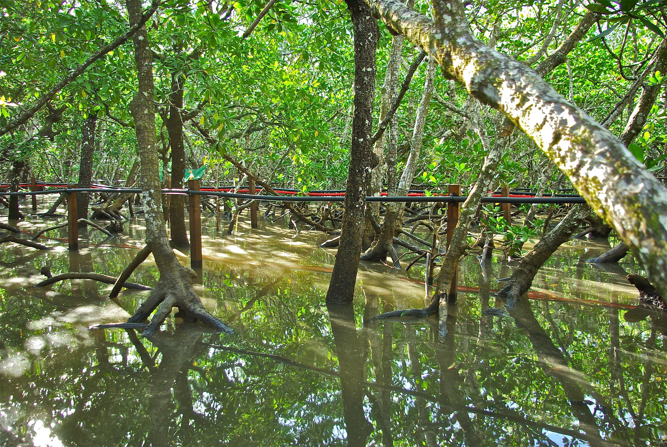 Mangrove de Mayotte, Baie de Chirongui