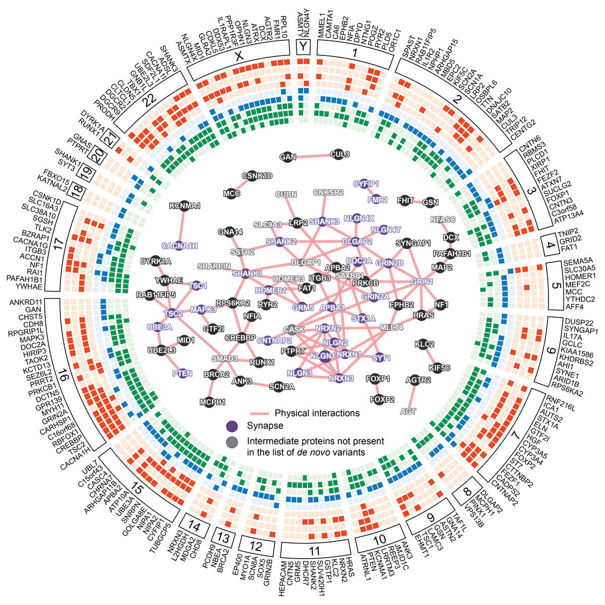 Cartographie des gènes de vulnérabilité à l’autisme © Institut Pasteur