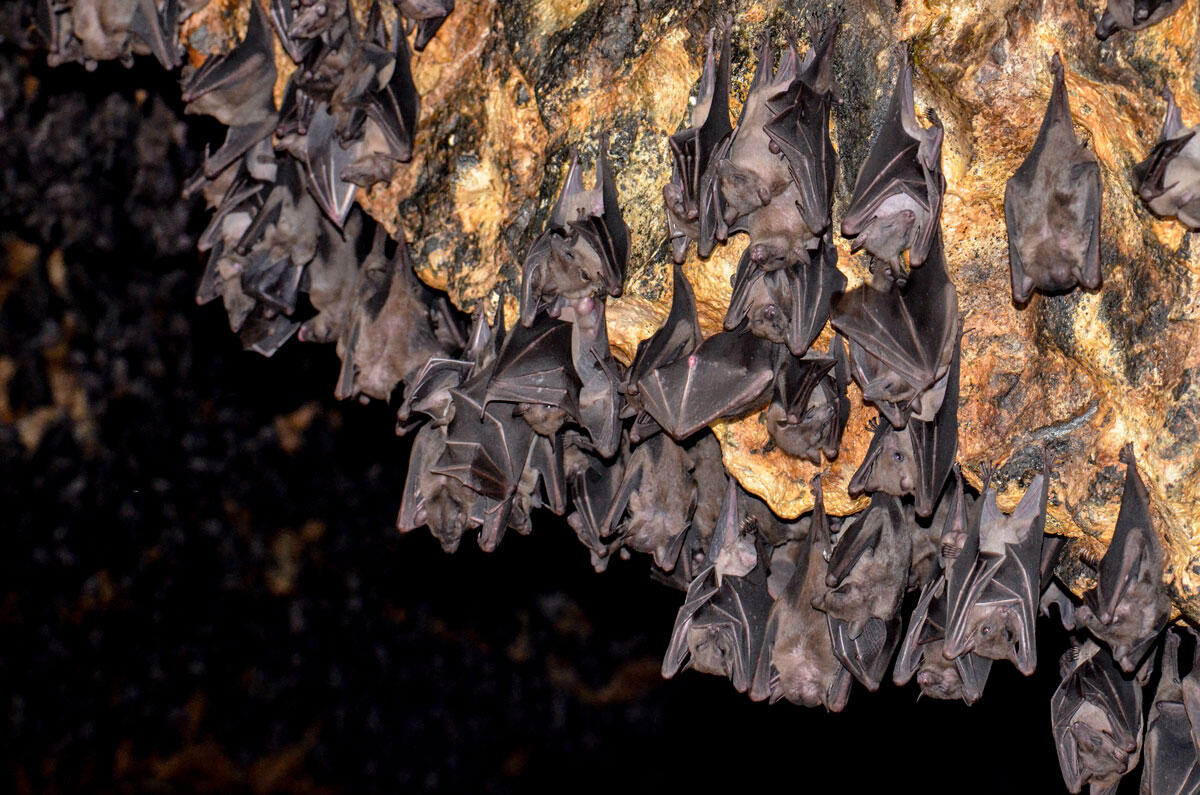 ©Giorgio Cavallaro / iStock.com  Des chauves-souris dans une grotte