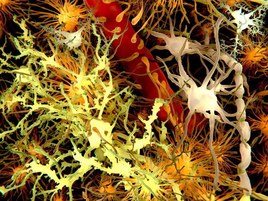 illustration neurones, cellules gliales et astrocytes