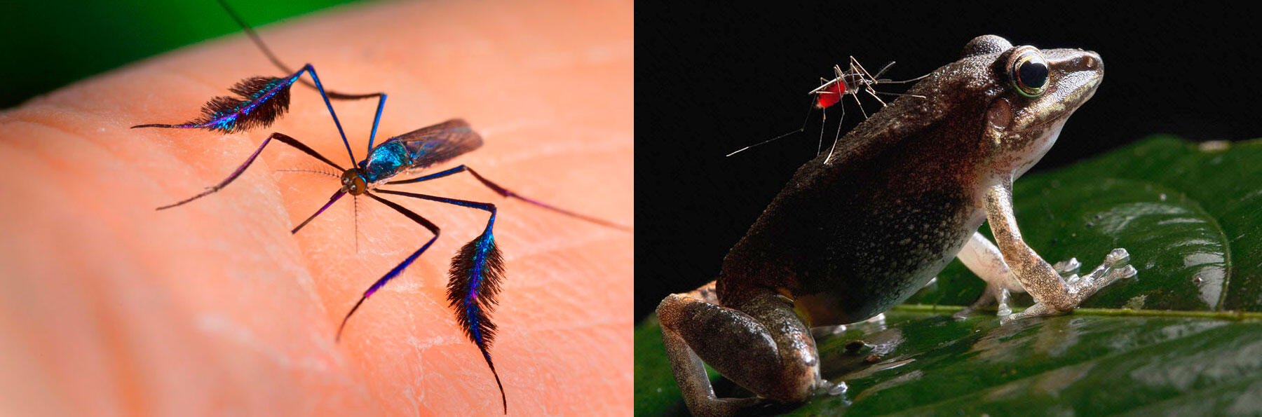 ©James Gathany / CDC – © Paul Bertner / Miden / NaturePL / EB Photo © James Gathany / CDC – © Paul Bertner / Miden / NaturePL / EB Photo