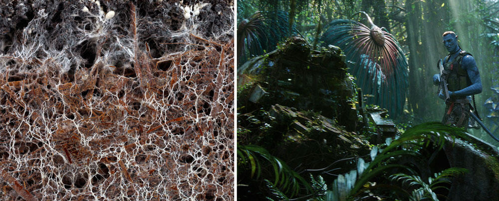 À gauche, des mycorhizes ; à droite, la forêt Pandora