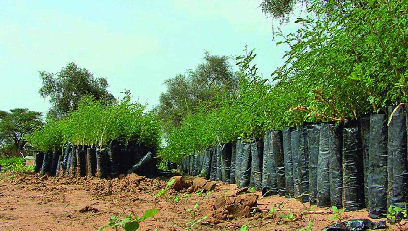 La Grande Muraille verte, en Afrique