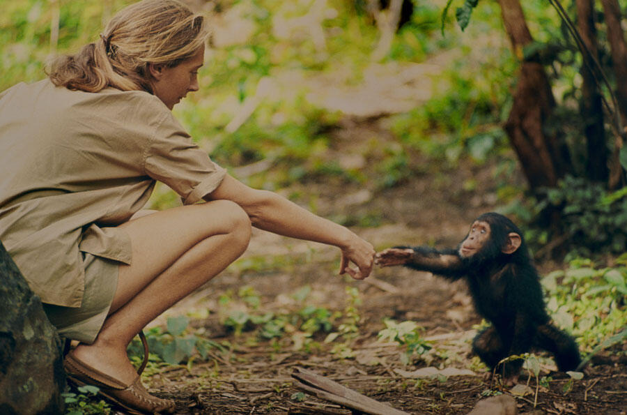 ©National Geographic Creative / Hugo van Lawick Jane Goodall avec le bébé Flint