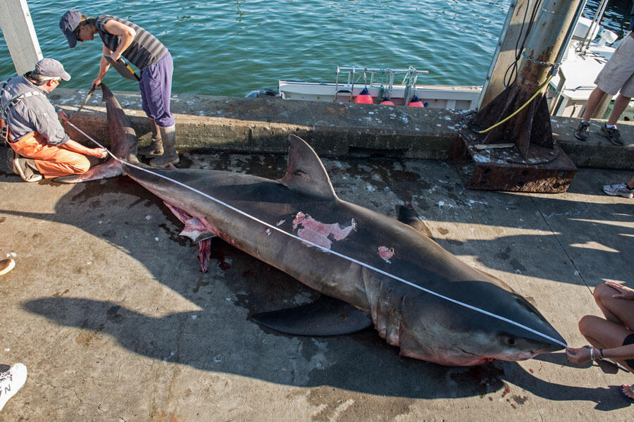 Autopsie d’un requin blanc mort © Brian Skerry / Naturepl.fr / EB Photo