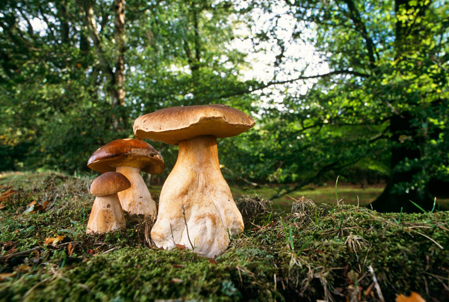 Cèpes de Bordeaux dans une forêt en Écosse