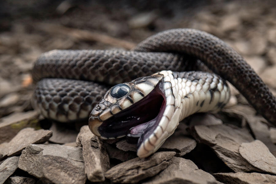 ©Roman Willi / naturepl.fr / EB Photo Une couleuvre à collier qui fait la morte, bouche ouverte, tête baissée, une stratégie en cas de danger