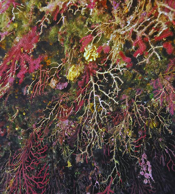 Gorgones rouges en mer Méditerranée